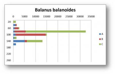 Balanus b