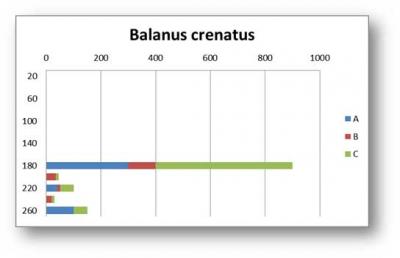 Balanus c